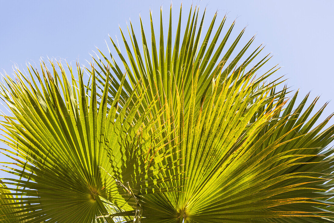 Cairo, Egypt. Sun shining through a fan palm.