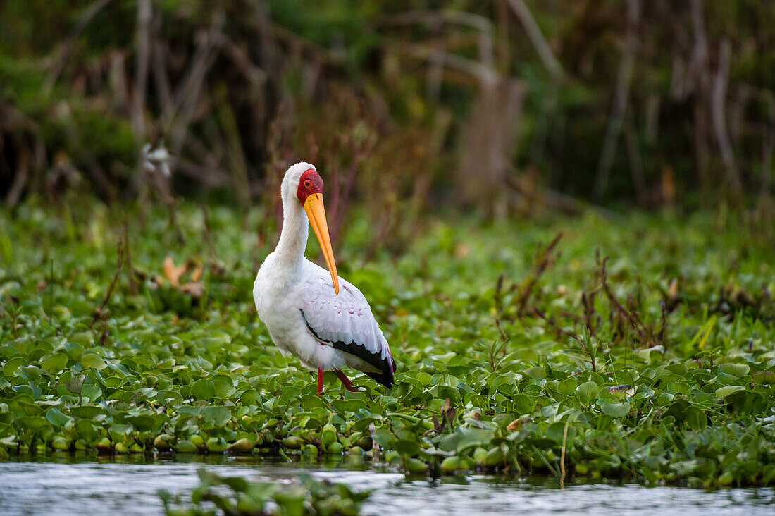 Portrait of a Yellow-billed stork, Mycteria ibis, wading through water plants on lake. Kenya, Africa.