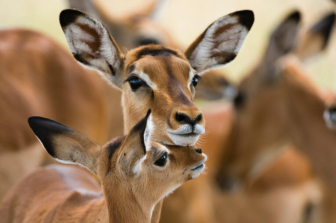 Porträt eines weiblichen Impalas mit seinem Kalb, Aepyceros melampus. Nakuru-See-Nationalpark, Kenia, Afrika.