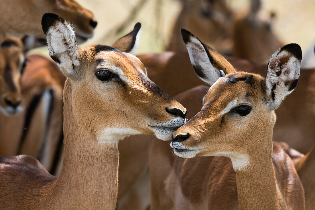 Porträt eines weiblichen Impalas und eines jungen Impalas, Aepyceros melampus.