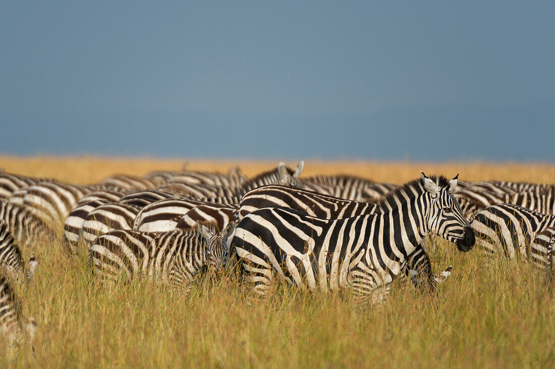 Eine Herde Steppenzebras, Equus quagga, grast im Gras im Masai Mara National Reserve, Kenia, Afrika.