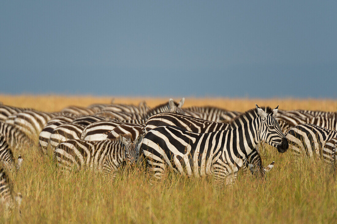 Herd of Plains zebras, Equus quagga, grazing in the grass at Masai Mara National Reserve, Kenya, Africa.