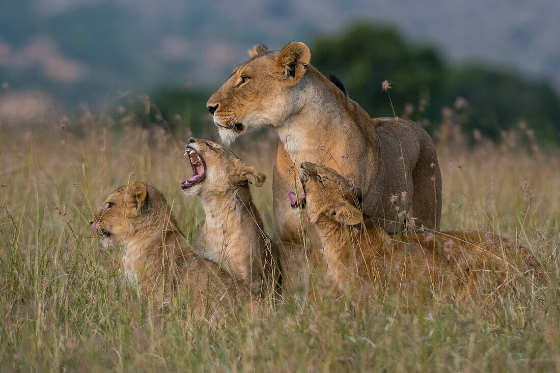 Eine Löwin, Panthera leo, wird bei ihrer Rückkehr von ihren Jungen begrüßt, Masai Mara, Kenia. Kenia.