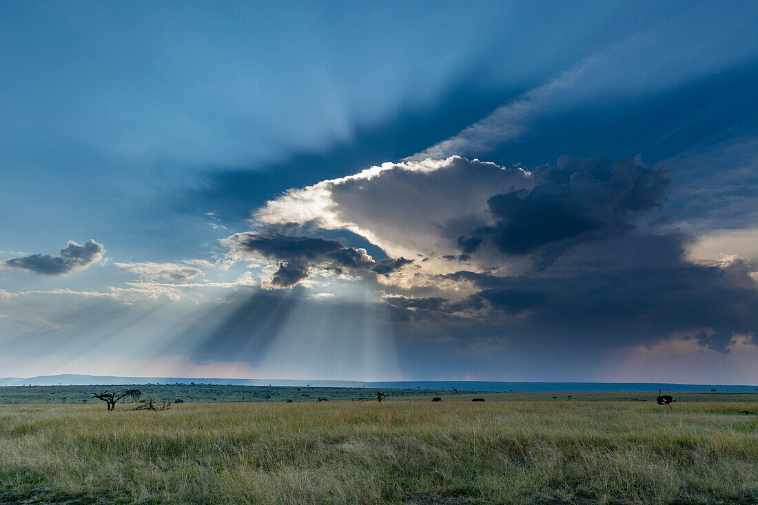 Masai Mara Nationalreservat in Kenia. Masai Mara Nationales Reservat, Kenia