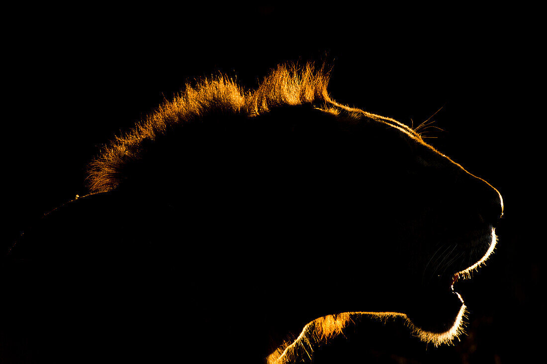 Ein Porträt eines Löwen, Panthera leo, bei Sonnenuntergang im Gegenlicht. Voi, Tsavo-Schutzgebiet, Kenia.