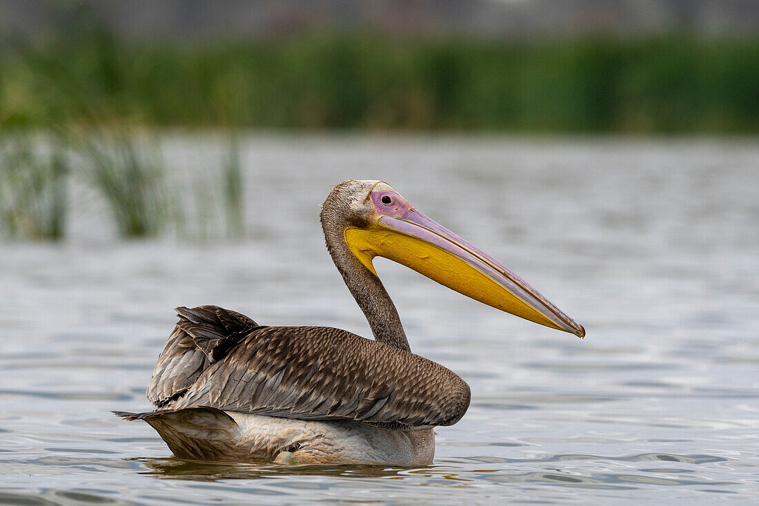 Ein großer weißer Pelikan, Pelecanus onocrotalus, auf dem Gipe-See. Voi, Gipe-See, Tsavo, Kenia