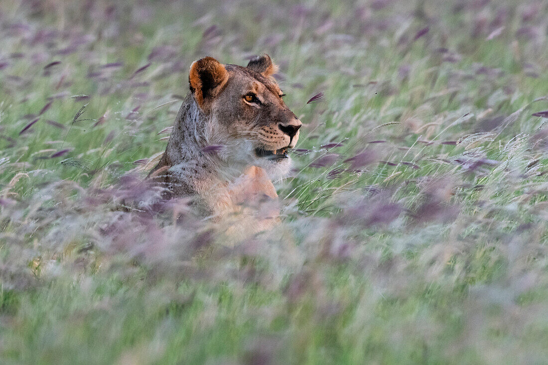 Porträt einer Löwin, Panthera leo, in einem Feld mit lila Gras. Voi, Tsavo, Kenia