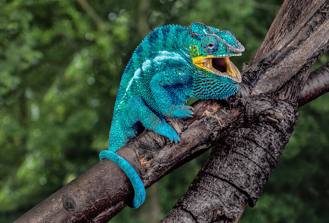 Madagascar. Panther chameleon on tree limb.