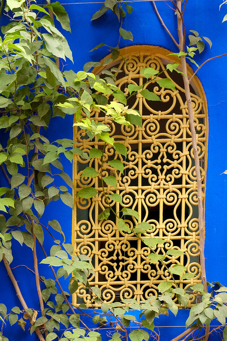 Marrakech, Morocco. Plant life with cobalt blue backdrop.