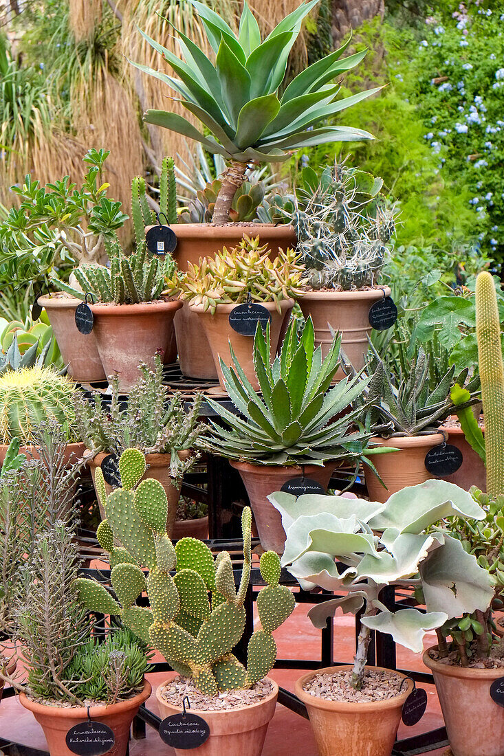 Marrakesch, Marokko. Schöner trockener Garten voller Kakteen und Sukkulenten.