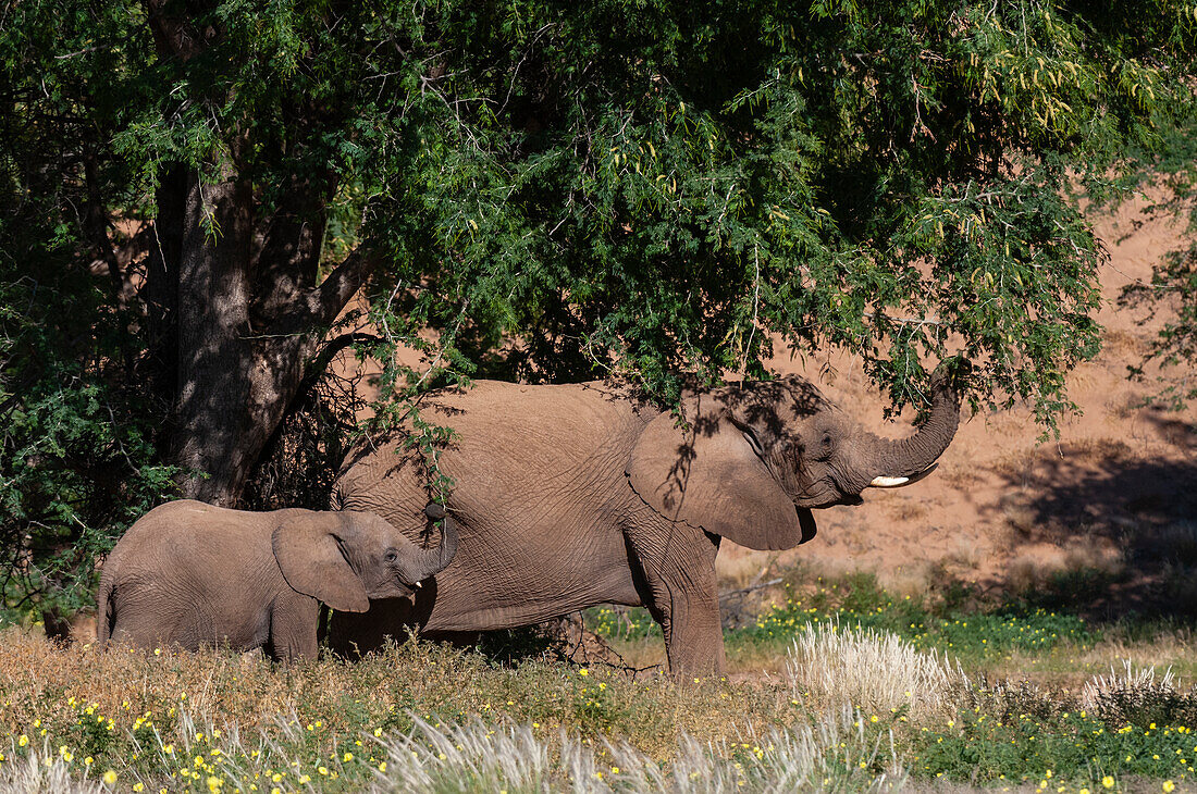 Elephants graze from trees in the Kunene Region. Huab River Valley, Kunene, Namibia.