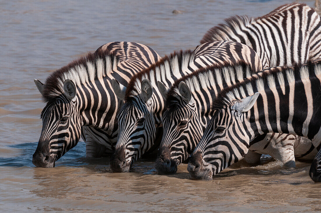 A group of Burchell's zebras, Equus burchellii, drink from a waterhole. Etosha National Park, Namibia.