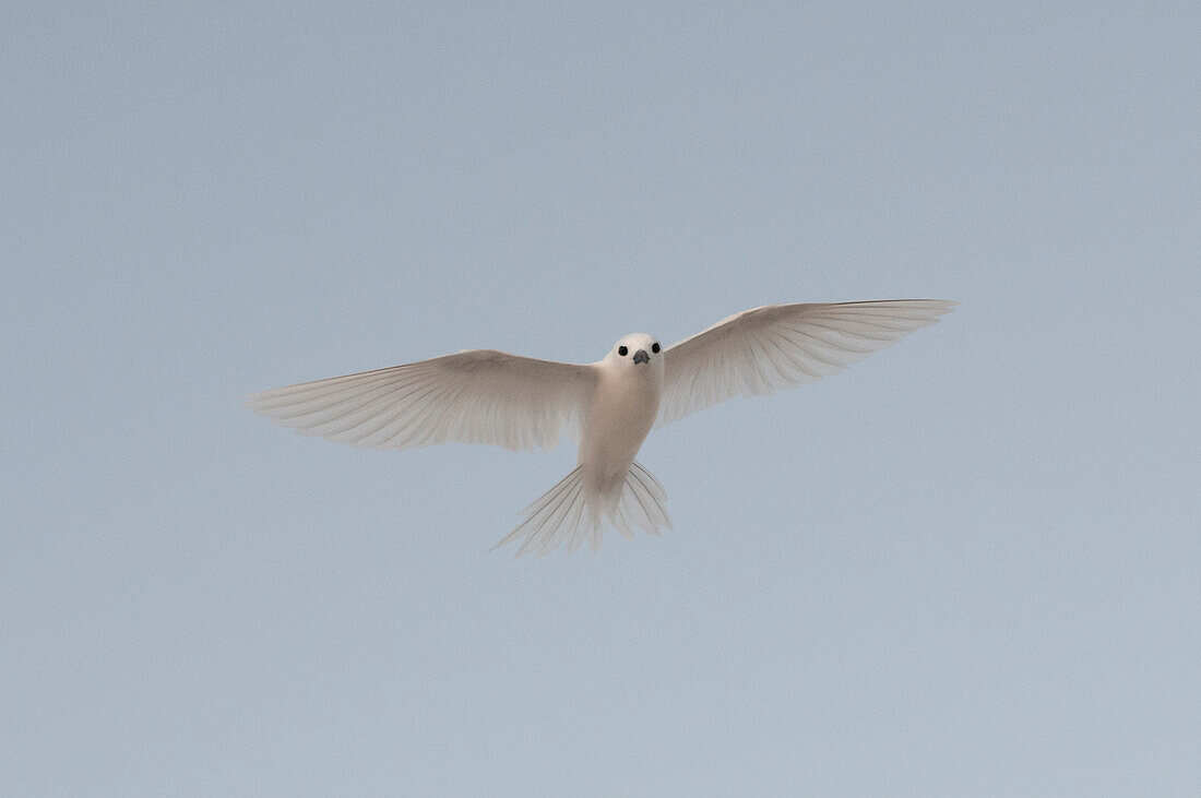 Portrait of a common white or fairy tern, Gygis alba, in flight. Denis Island, Seychelles.