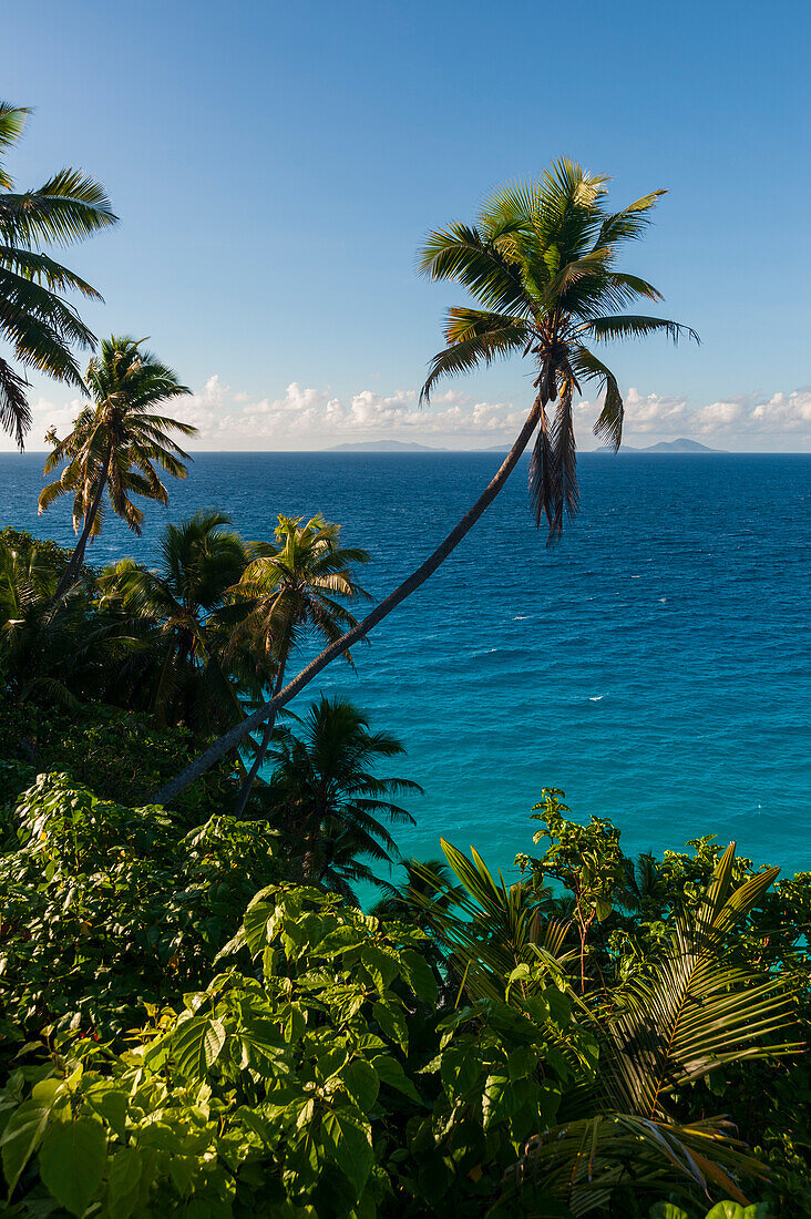 Blick aus einem hohen Winkel auf Palmen und tropische Vegetation an einem Strand im Indischen Ozean. Insel Fregate, Seychellen.