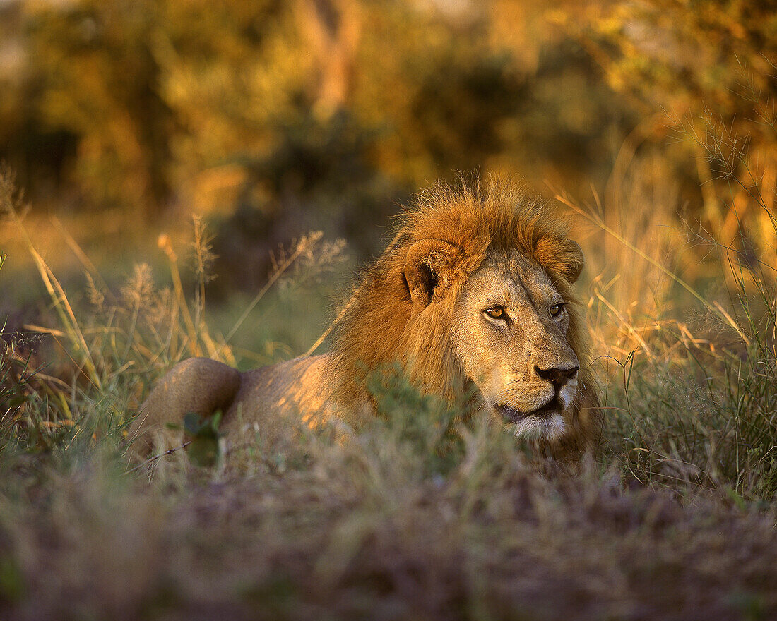 Africa, South Africa, Kruger National Park. Male lion rests in grass at sunset.