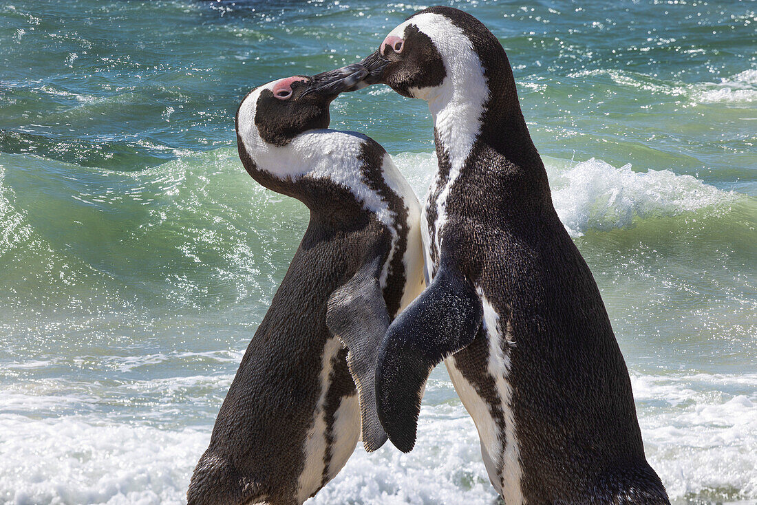 South Africa, Cape Town. Jackass penguins greeting on Boulders Beach.