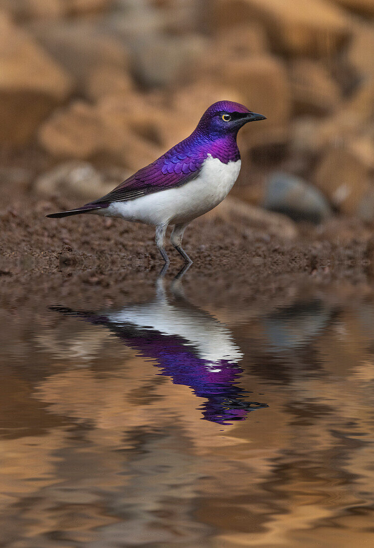 South Africa. Violet-backed starling reflects in a waterhole.