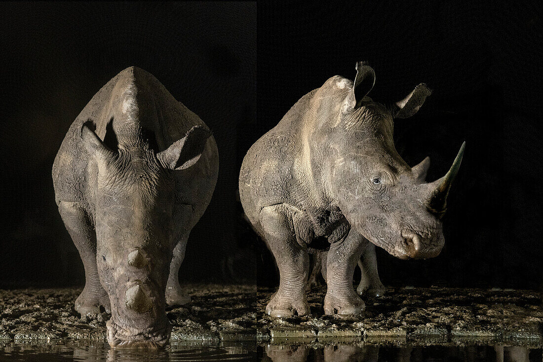 South Africa. White rhinos drinking at a waterhole at night.