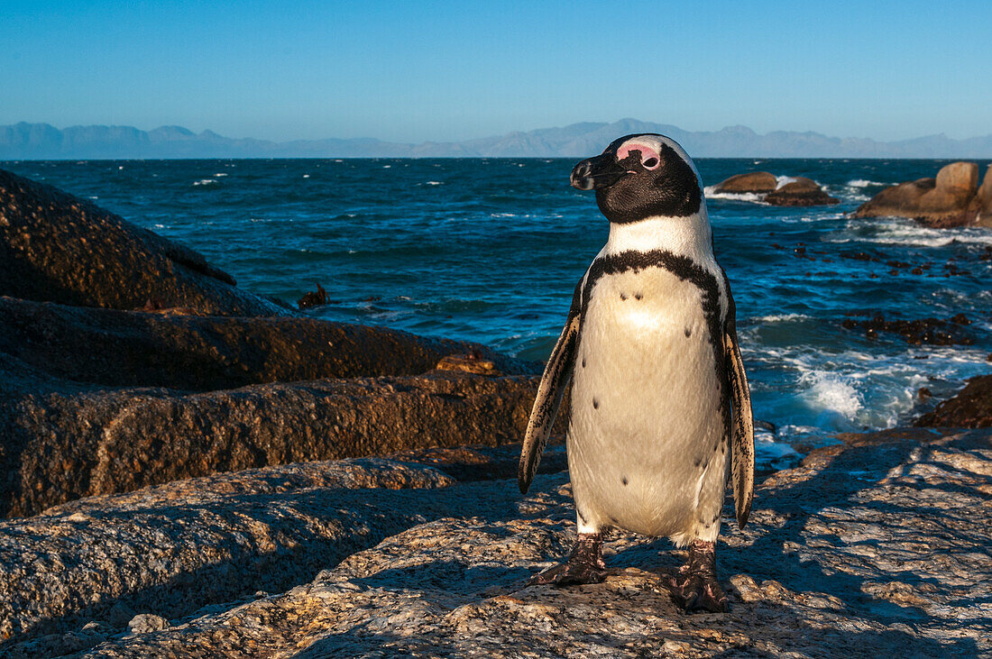 Porträt eines Eselspinguins, Speniscus demersus. Simon's Town, Westkap, Südafrika