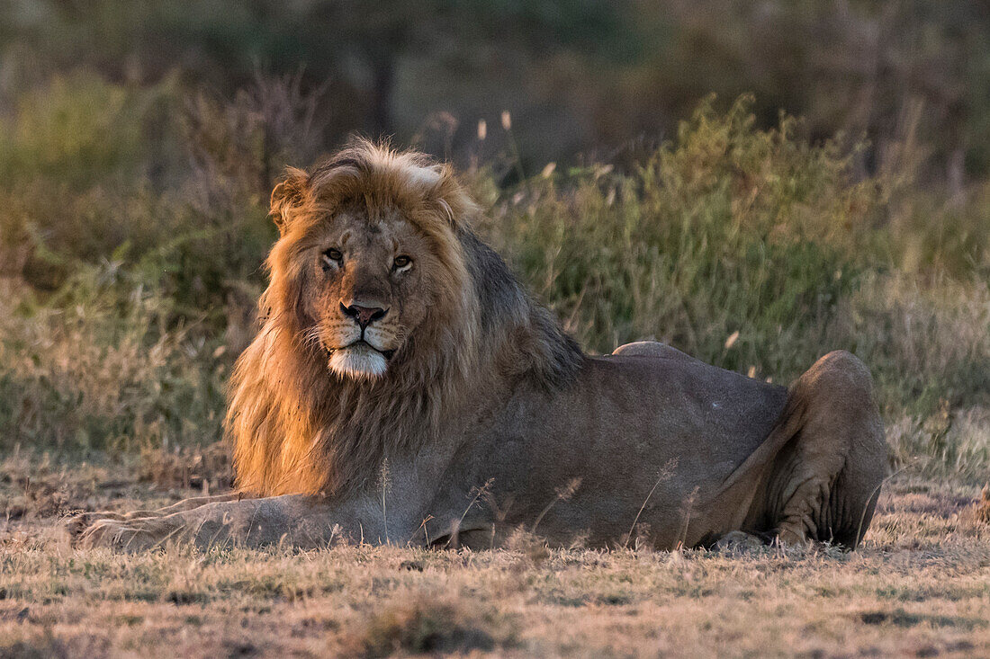 A male lion, Panthera leo, resting at sunrise and looking at the camera. Ndutu, Ngorongoro Conservation Area, Tanzania