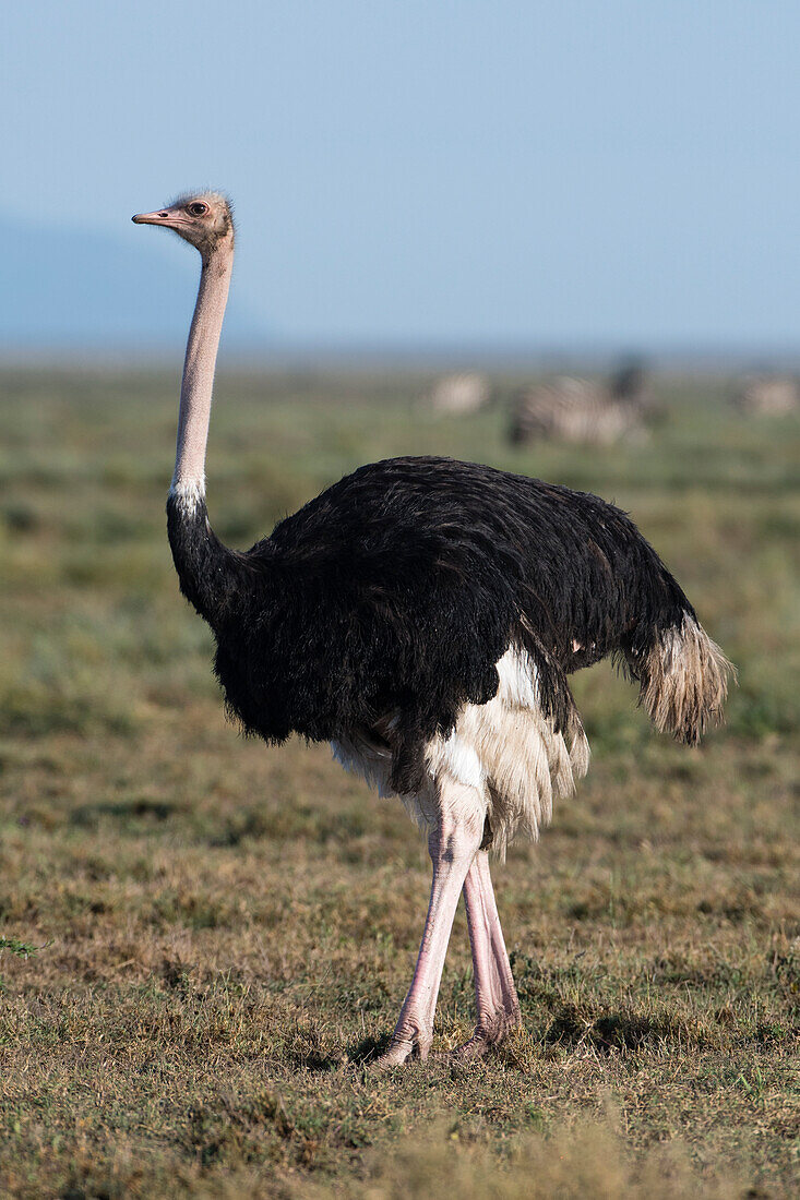 Porträt eines männlichen Straußes, Struthio camelus, in den Ndutu-Ebenen. Ndutu, Ngorongoro-Schutzgebiet, Tansania.