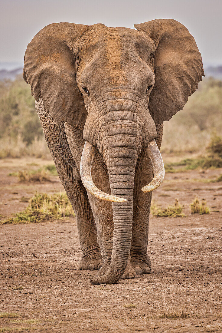 Amboseli elephant, Amboseli Nation Park, Africa