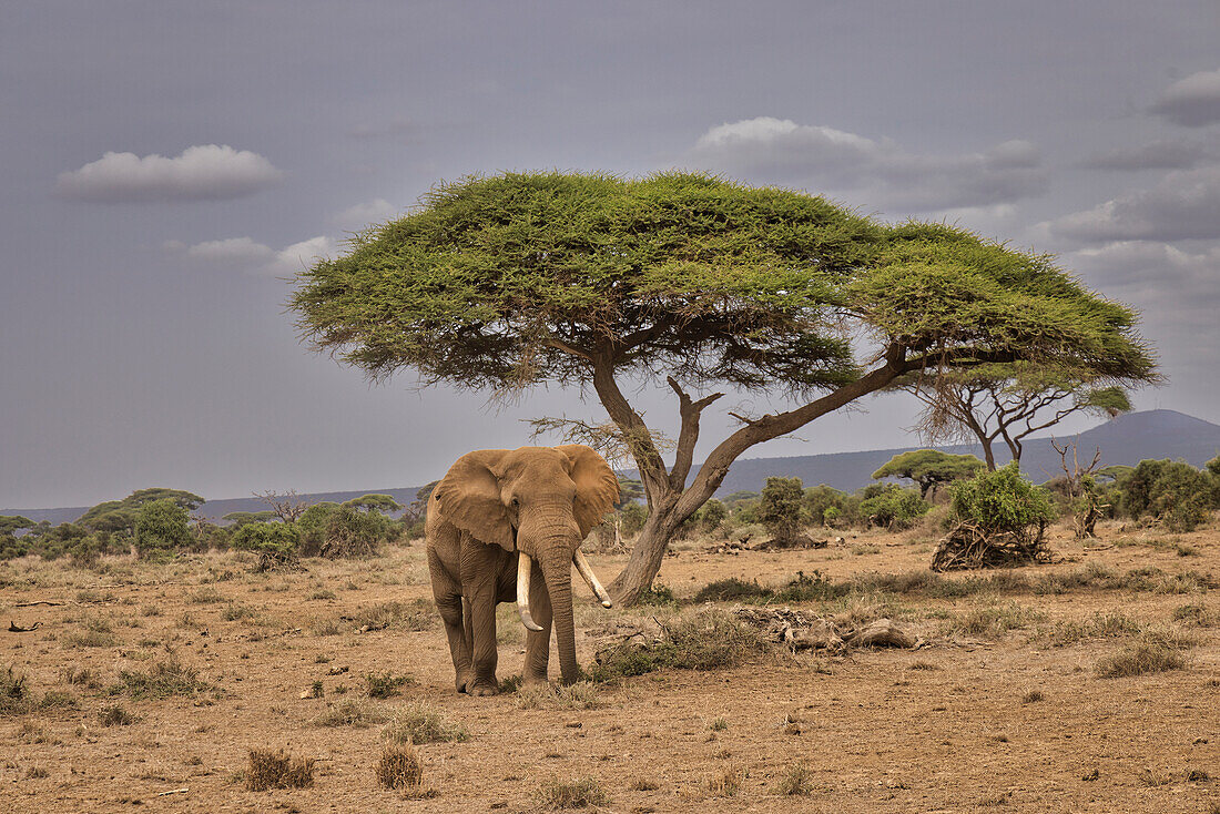 Amboseli elephant, Amboseli Nation Park, Africa