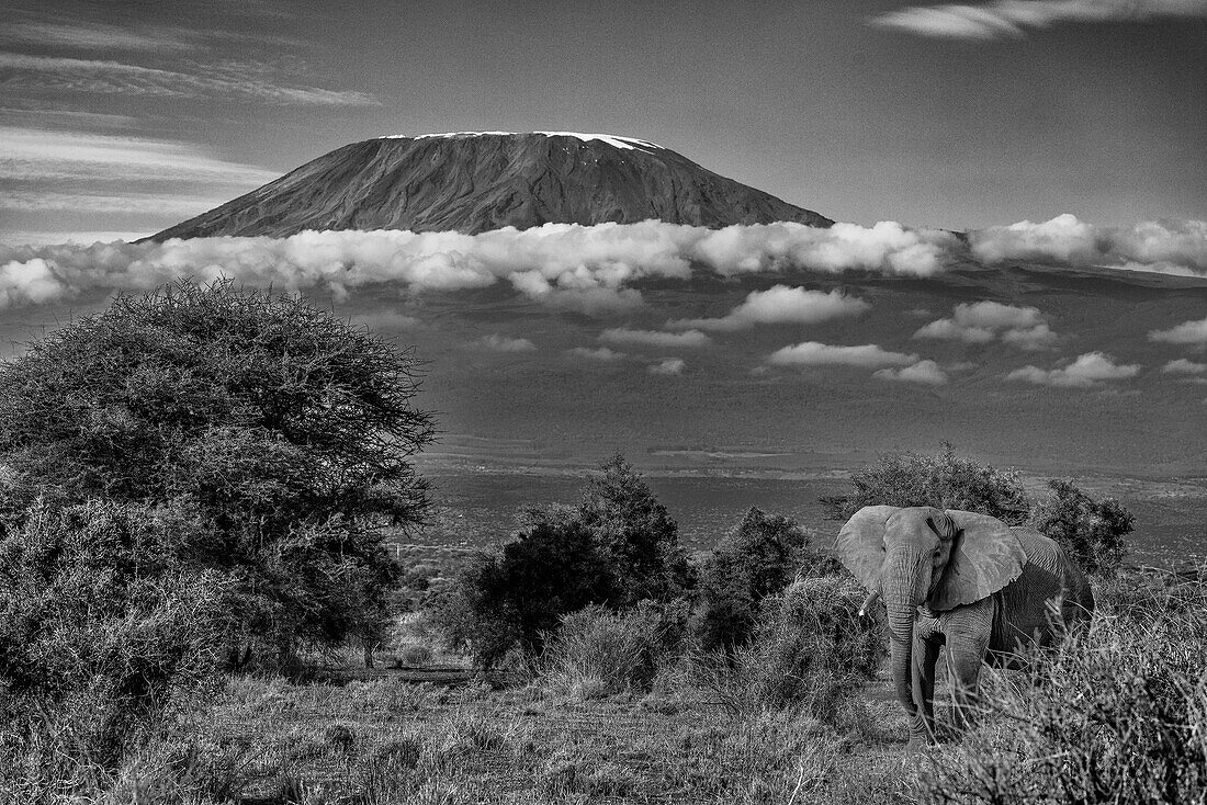 Kilimandscharo am Morgen mit Elefant, Amboseli-Nationalpark, Afrika