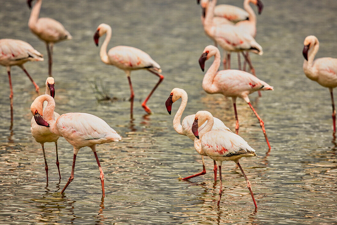 Flamingos, Amboseli-Nationalpark, Afrika