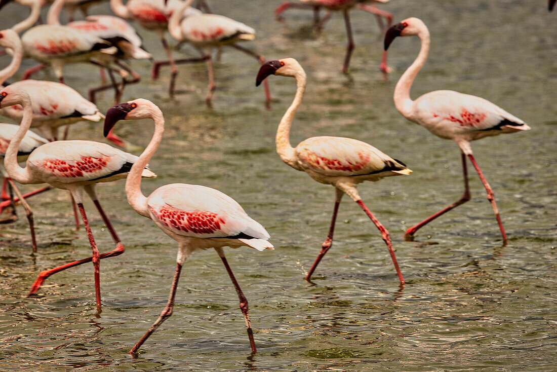 Flamingos beim Spaziergang, Amboseli-Nationalpark, Afrika