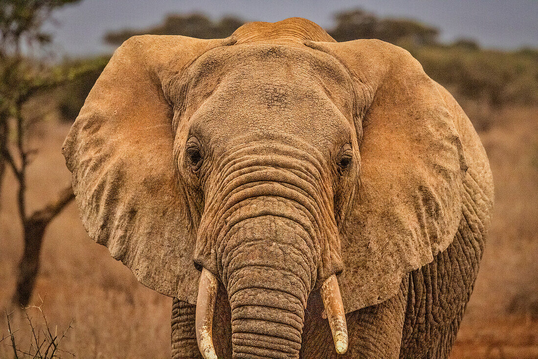 Amboseli elephant, Amboseli National Park, Africa