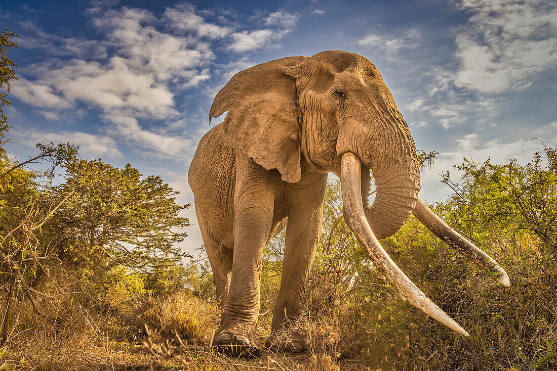 Craig the Elephant, largest Amboseli elephant, Amboseli National Park, Africa