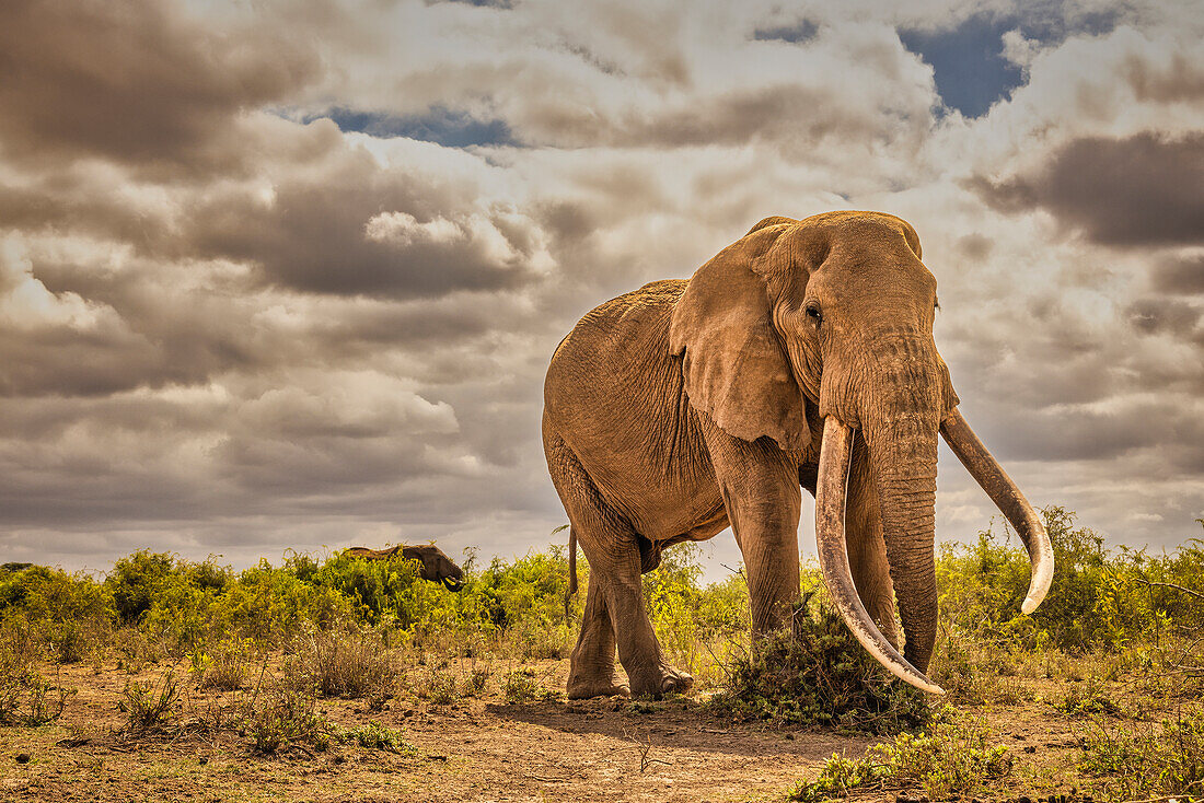 Craig the Elephant, largest Amboseli elephant, Amboseli National Park, Africa