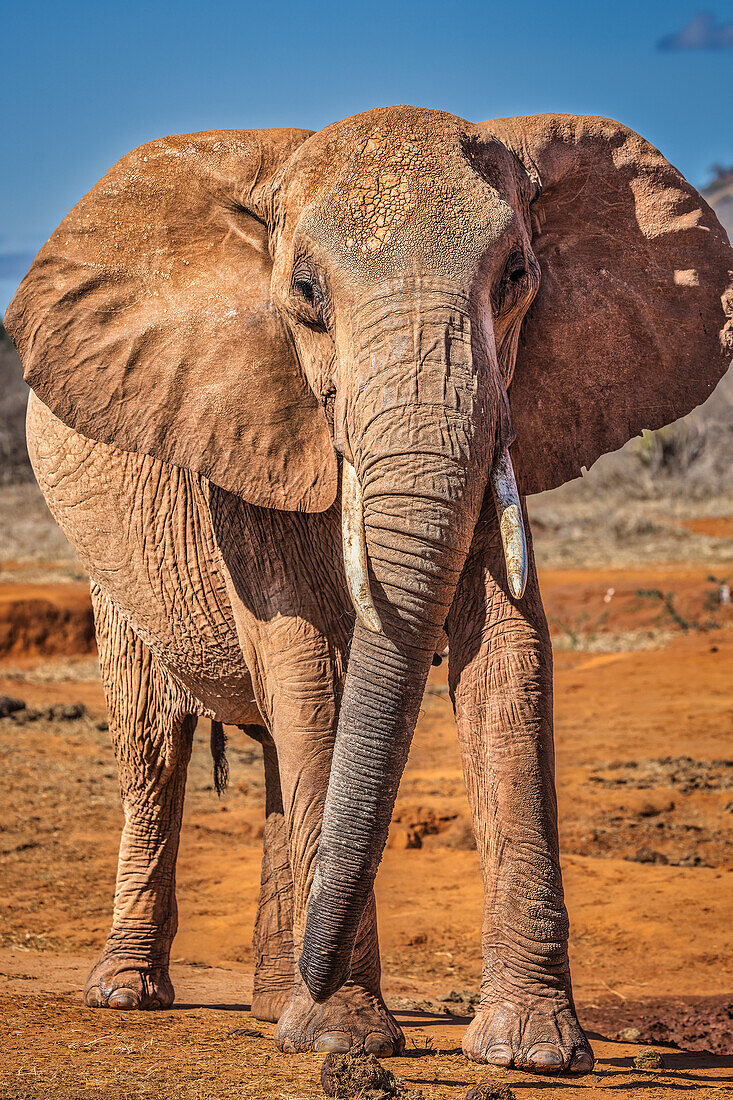 Red Elephant, Tsavo West National Park, Africa