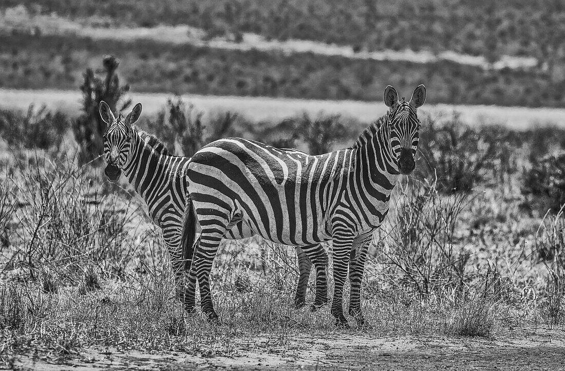 Zebras in Alarmbereitschaft, Tsavo-West-Nationalpark, Afrika