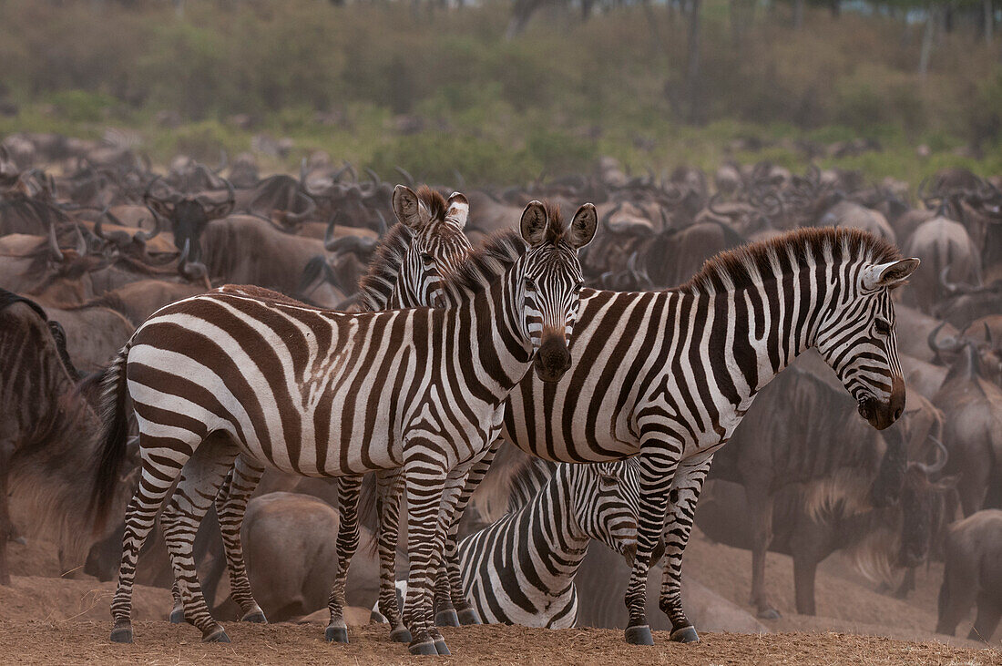 Plains zebras, Equus quagga, among a herd of wildebeests, Connochaetes taurinus. Masai Mara National Reserve, Kenya.