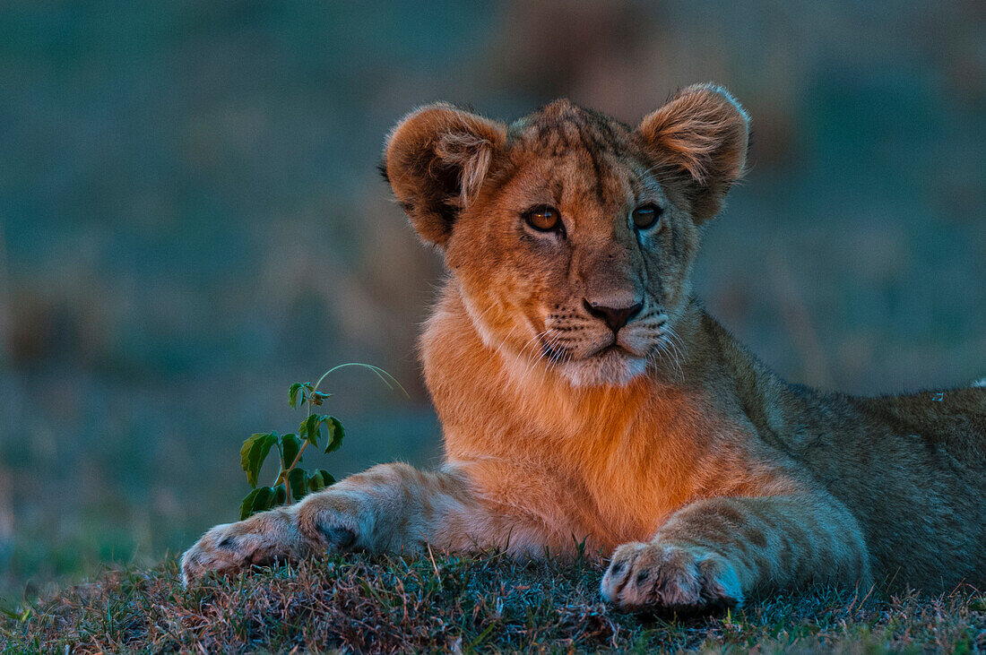 Portrait of a lion cub, Panthera leo, resting at sunset. Masai Mara National Reserve, Kenya.