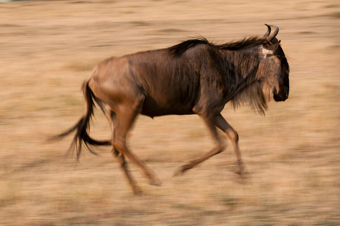 Porträt eines Gnus, Connochaetes taurinus, beim Laufen. Masai Mara Nationalreservat, Kenia.