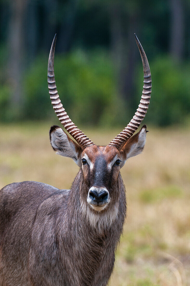 Close-up portrait of a waterbuck, Kobus ellipsiprymnus. Masai Mara National Reserve, Kenya.