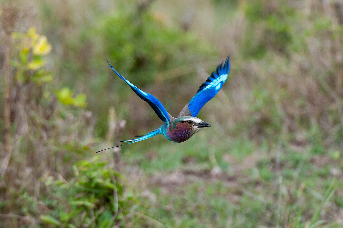 Eine Lilienbrustwalze, Coracias caudata, im Flug. Masai Mara Nationalreservat, Kenia.