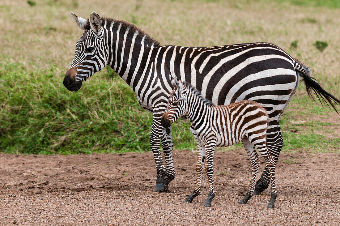 Ein Steppenzebra, Equus quagga, mit seinem Jungtier. Masai Mara Nationalreservat, Kenia.