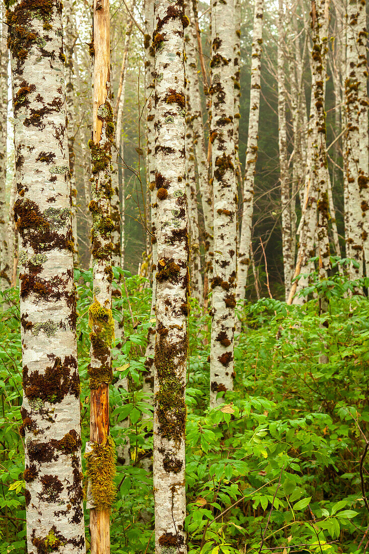 Canada, British Columbia, Inside Passage. Birch trees on Gribbell Island.