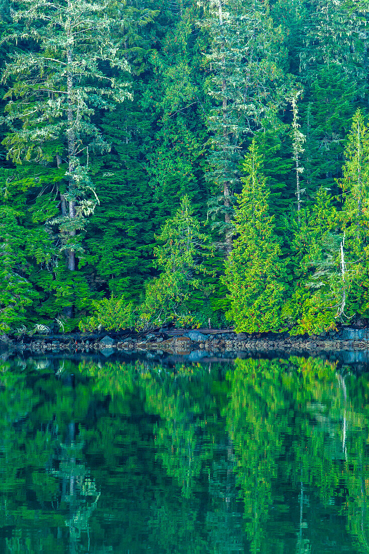 Canada, British Columbia, Inside Passage. Forest reflection in water.