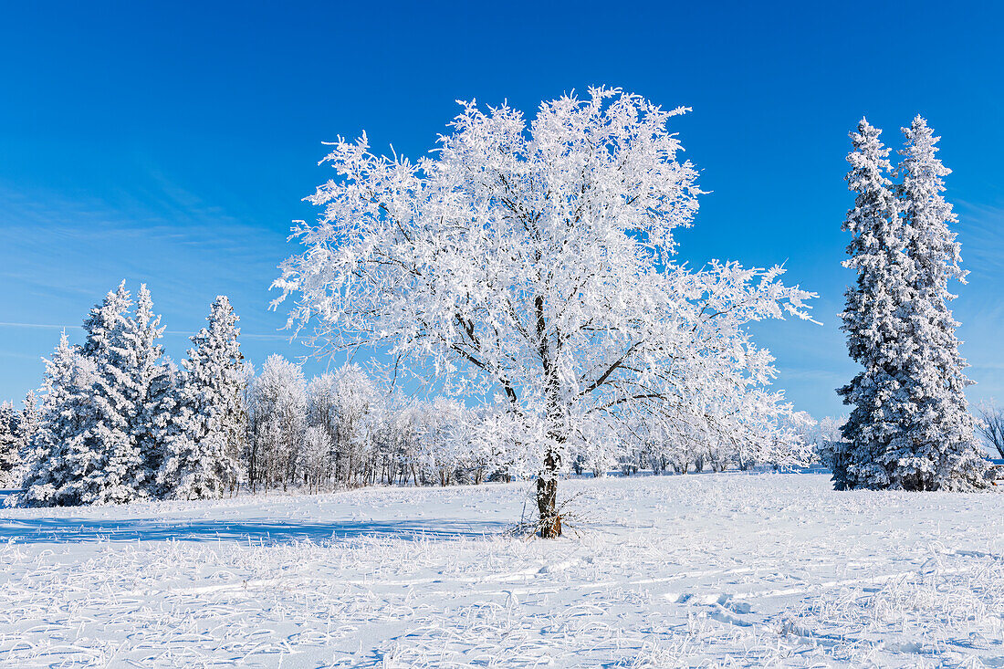 Canada, Manitoba, Birds Hill Provincial Park. Hoarfrost-covered trees.