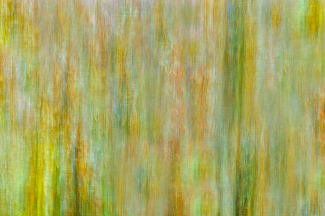 Canada, Manitoba, Winnipeg. Abstract of trees in Seine River Forest.