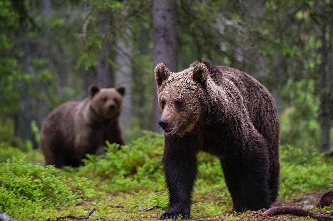 Zwei europäische Braunbären, Ursus arctos, beim Spaziergang im Wald. Kuhmo, Oulu, Finnland.