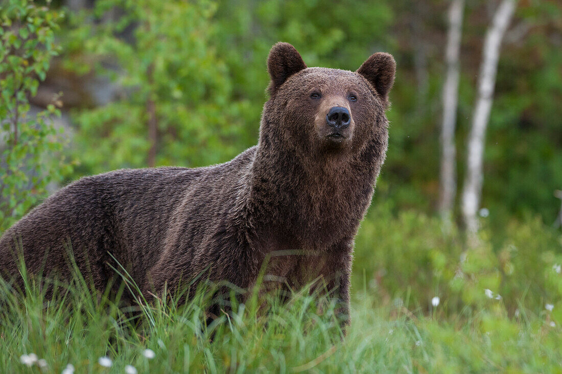 Porträt eines europäischen Braunbären, Ursus arctos, Kuhmo, Finnland.