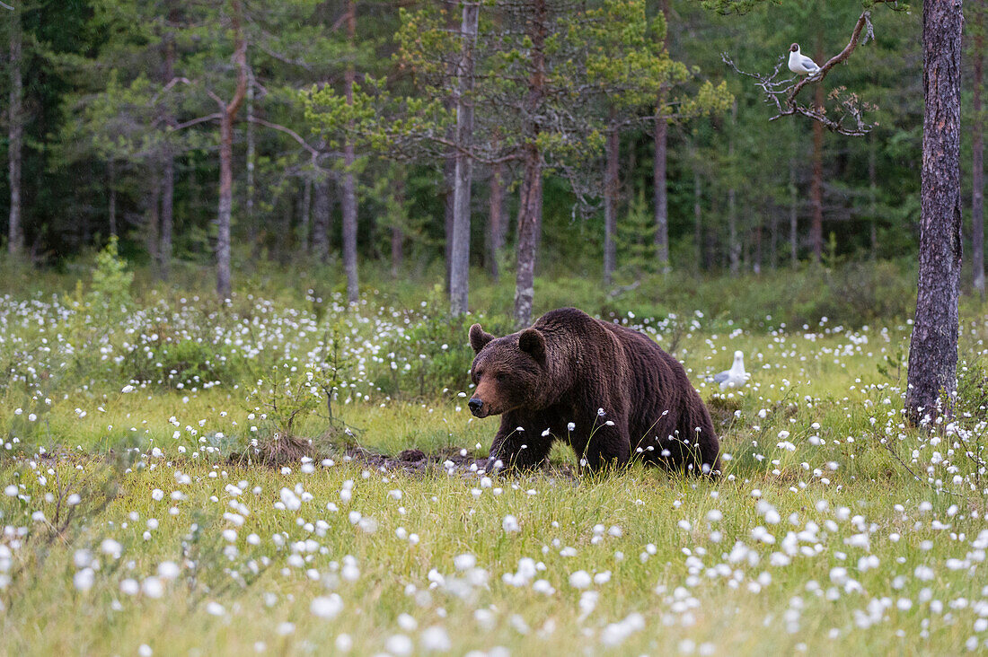 Europäischer Braunbär, Ursus arctos, beim Spaziergang auf einer Wiese mit blühendem Baumwollgras, Kuhmo, Finnland.