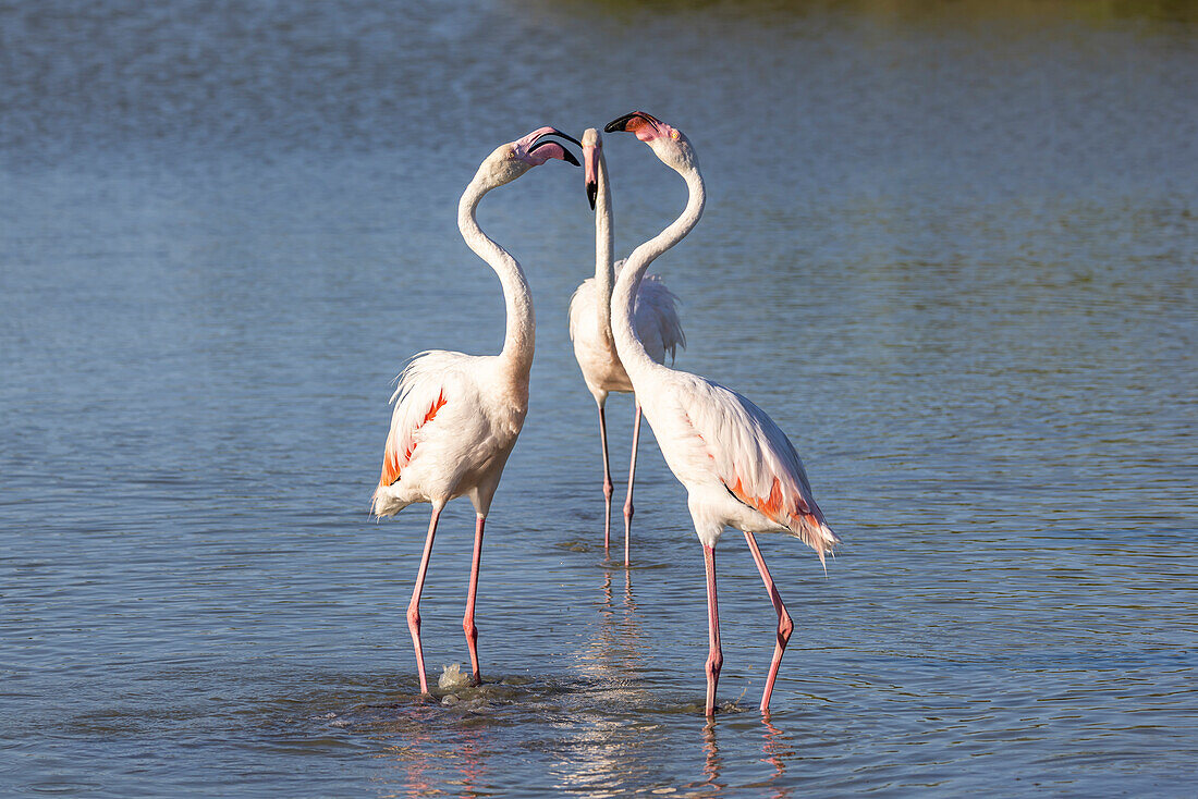 Saintes-Maries-de-la-Mer, Bouches-du-Rhone, Provence-Alpes-Cote d'Azur, France. Flamingos at the Ornithological Park of Pont de Gau.