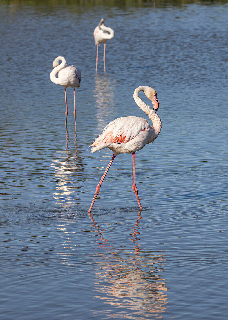 Saintes-Maries-de-la-Mer, Bouches-du-Rhone, Provence-Alpes-Cote d'Azur, France. Flamingos at the Ornithological Park of Pont de Gau.